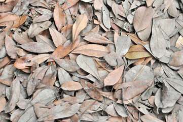 Layers of Leaves, Autumn