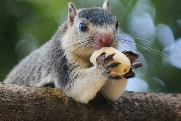 squirrel eating a banana