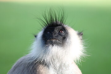 monkey