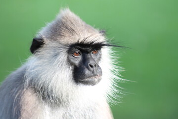 monkey