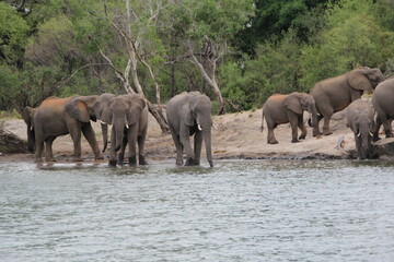 Naklejka na ściany i meble Elephant on the banks of the Zambezi River, Zimbabwe.