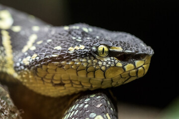 Pit Viper