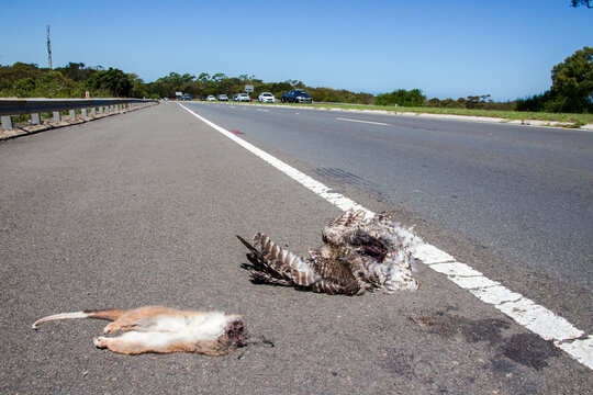 Powerful Owl killed by motor vehicle either crossing road with or catching Ring-tailed Possum