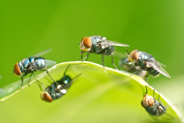 fly on a green leaf