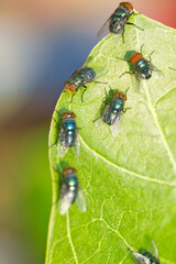 fly on a green leaf