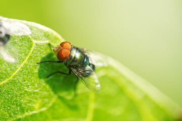 fly on a green leaf
