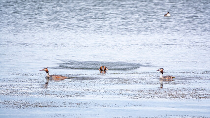 Three The waterfowl birds Great Crested Grebe swimming in the calm lake