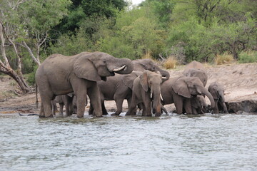 Elephant on the banks of the Zambezi River,  Zimbabwe.