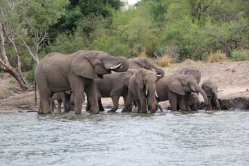 Fototapeta premium Elephant on the banks of the Zambezi River, Zimbabwe.