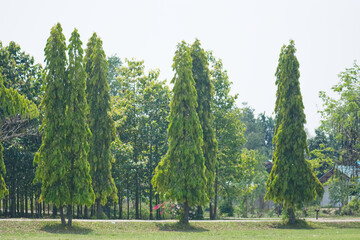 Fototapeta na wymiar Polyalthia longifolia tree in garden.