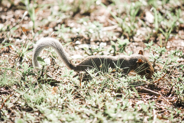 Very young squirrel posing in the backyard