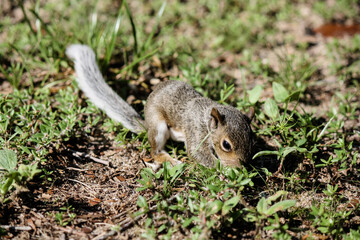 Very young squirrel posing in the backyard