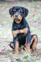 Young female Rottweiler portrait - 15 weeks old
