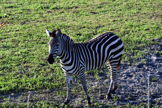 Zebras piecing a long fince