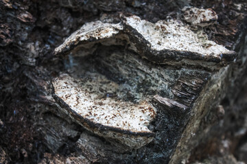 Old mushroom(s) on a log