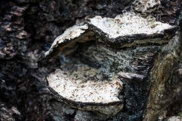 Old mushroom(s) on a log