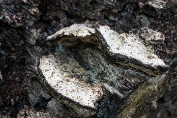 Old mushroom(s) on a log
