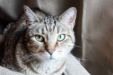 Naklejka premium Domestic tabby cat 