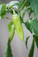 Organic sweet banana pepper