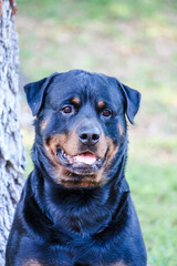Male adult Rottweiler posing