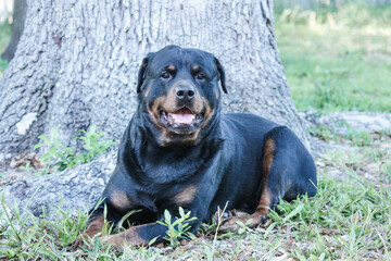 Male adult Rottweiler posing