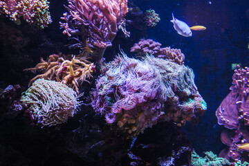 Naklejka na ściany i meble Saltwater anemone in an aquaculture scenery