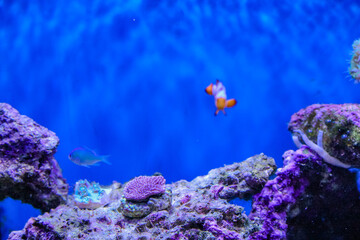 Fototapeta na wymiar Snowflake clownfish in saltwater tank