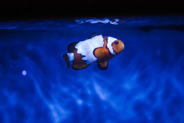 Snowflake clownfish in saltwater tank