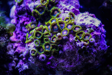 Plakat Blue Angel Zoanthids - Coral Reef