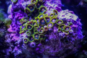 Blue Angel Zoanthids - Coral Reef