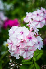 Blooming phlox in the garden. Shallow depth of field.