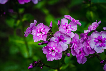 Fototapeta premium Blooming phlox in the garden. Shallow depth of field.