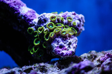 Plakat Blue Angel Zoanthids - Coral Reef