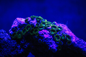 Blue Angel Zoanthids - Coral Reef