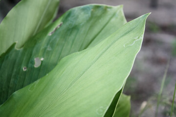 Obraz premium Ginger plant leaves