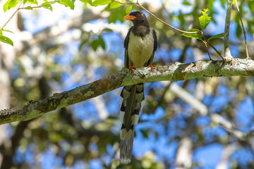 Red-billed Blue Magpie bird on branch