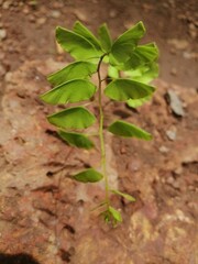 green plant in soil