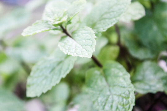 Green Chocolate Mint Herb - Perfect For Cocktails