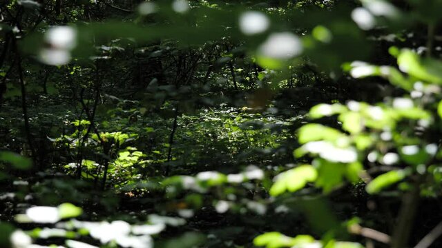 Static locked off shot of dappled sunlight breaking through the forest canopy,
