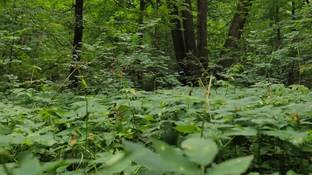 Thick undergrowth of the forest floor during summer. Romainia woodlands. Left to right tracking shot.