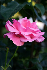 pink rose flower