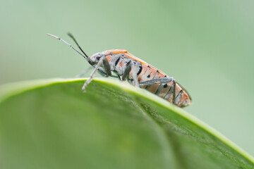 bug on leaf. Red Cotton Bug on green leaves.