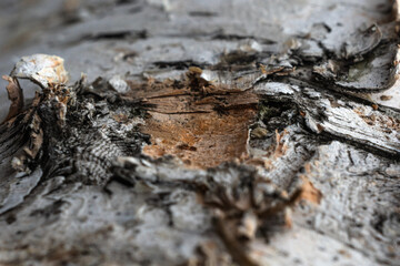 tree bark, birch macro texture