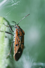 bug on leaf. Red Cotton Bug on green leaves.