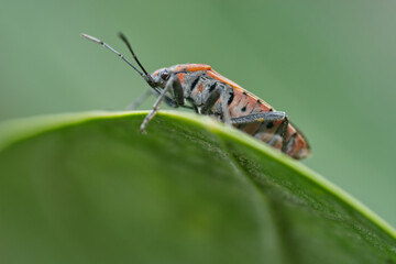 bug on leaf. Red Cotton Bug on green leaves.