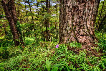 Purple flower in a green mountain jungle