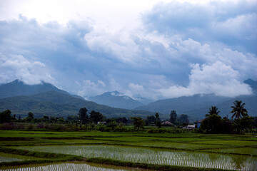Naklejka premium Rice Field Plantation in with mountain range landscape in the background in Nan province, Northern Thailand