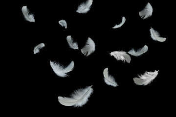 Light fluffy a white feathers falling down in the dark. Feather abstract on black background.