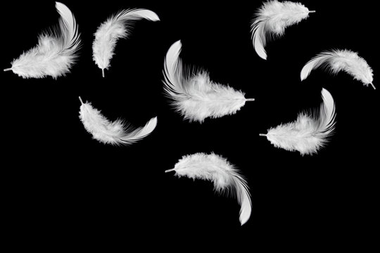 Light fluffy a white feathers falling down in the dark. Feather abstract on black background.