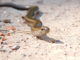close up of a snake